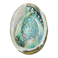 6 inch Abalone Shell for smudging
